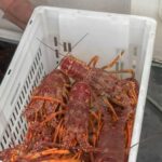 Australian Darknet Vendors
