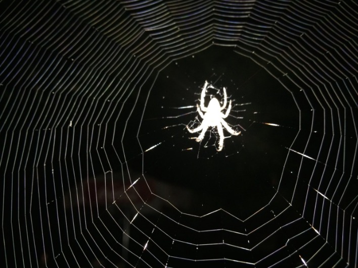 best websites dark web