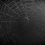 Dark Web Sites Xxx